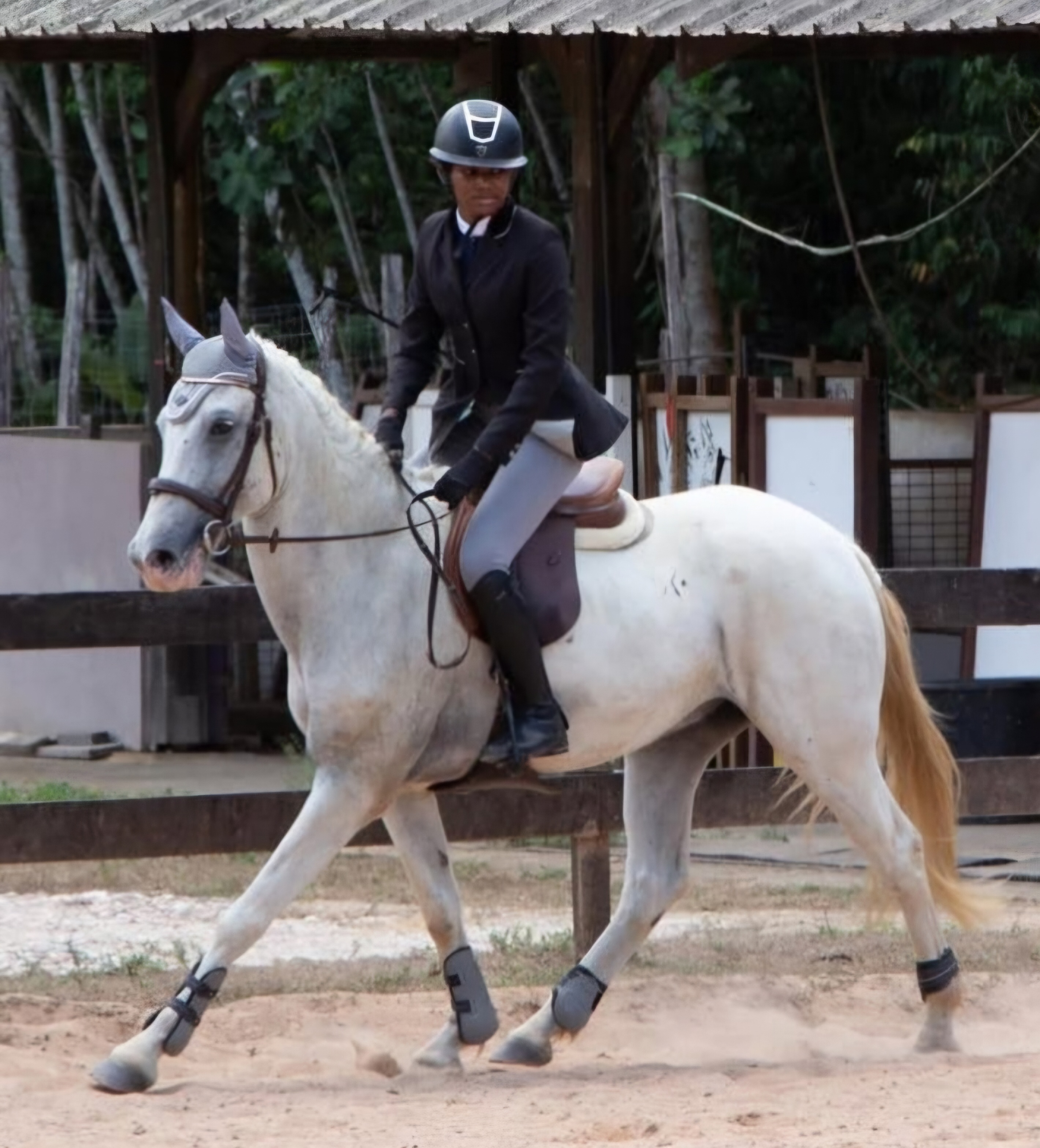 Dressage